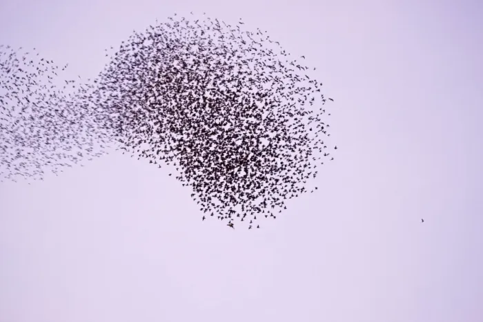 Framed Print : Starlings Flock expanding and contracting in response to a peregrine attack Eastbourne, East Sussex, South East England Framed Print : Starlings Flock expanding and contracting in response to a peregrine attack Eastbourne, East Sussex, South East England