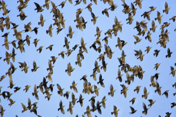 Framed Print : Starlings-Flock in flight, autumn Lower Saxony, Germany Framed Print : Starlings-Flock in flight, autumn Lower Saxony, Germany