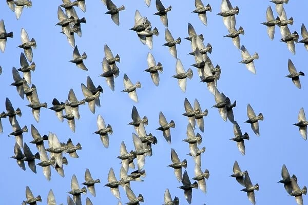 Starlings-Flock in flight, autumn Lower Saxony, Germany
