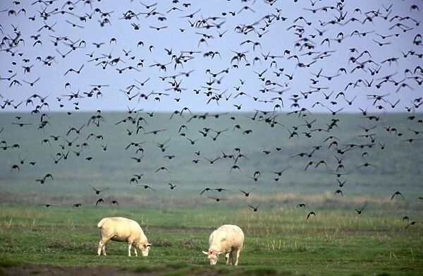 Starlings - flock in flight above field with sheep