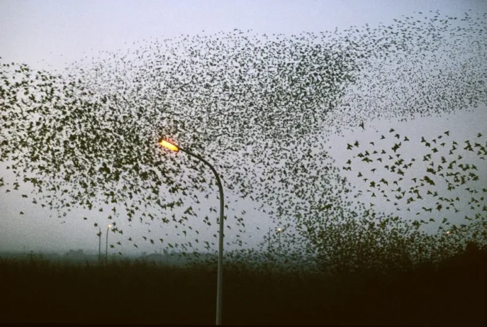 Framed Print : Starlings - flock in flight above road Framed Print : Starlings - flock in flight above road