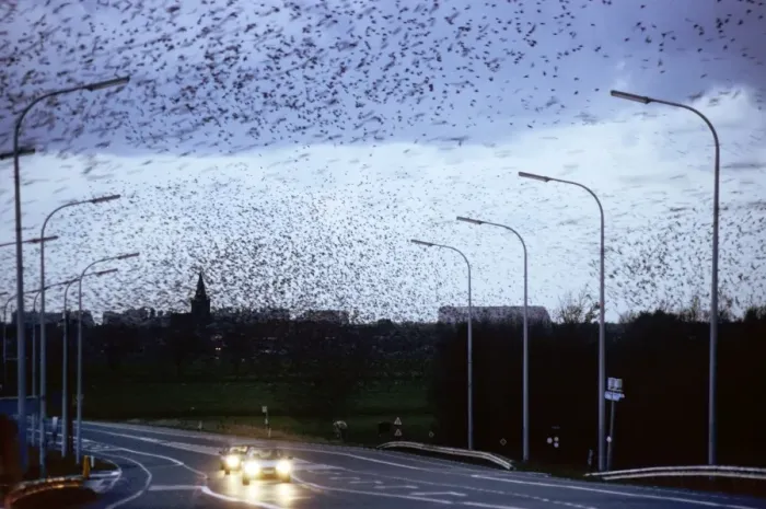 Framed Print : Starlings - flock in flight above road