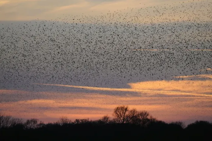 Framed Print : Starlings - flock in flight - Shapwick Heath - Westhay - Somerset Framed Print : Starlings - flock in flight - Shapwick Heath - Westhay - Somerset