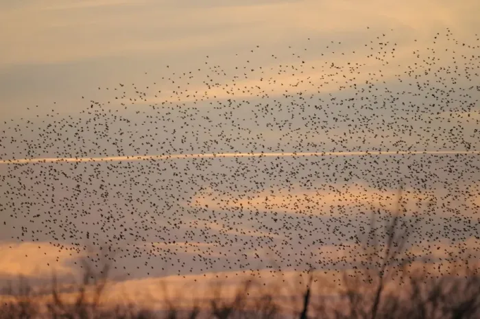 Framed Print : Starlings - flock in flight - Shapwick Heath - Westhay - Somerset Framed Print : Starlings - flock in flight - Shapwick Heath - Westhay - Somerset