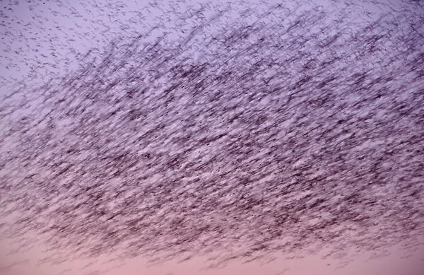Starlings Flock flying at sunset showing movement Norfolk UK