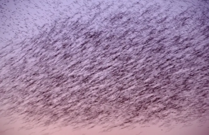 Framed Print : Starlings Flock flying at sunset showing movement Norfolk UK Framed Print : Starlings Flock flying at sunset showing movement Norfolk UK