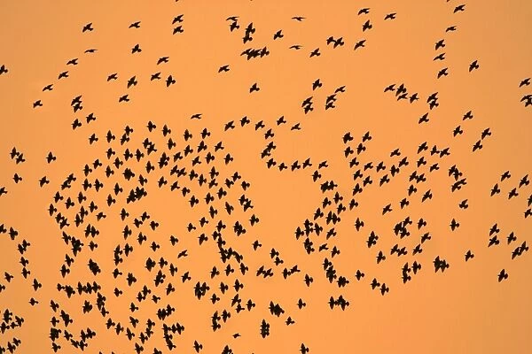 Starlings-Flock formation in autumn twilight Lower Saxony, Germany