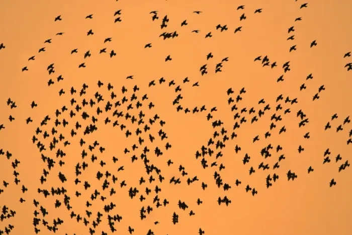 Framed Print : Starlings-Flock formation in autumn twilight Lower Saxony, Germany Framed Print : Starlings-Flock formation in autumn twilight Lower Saxony, Germany