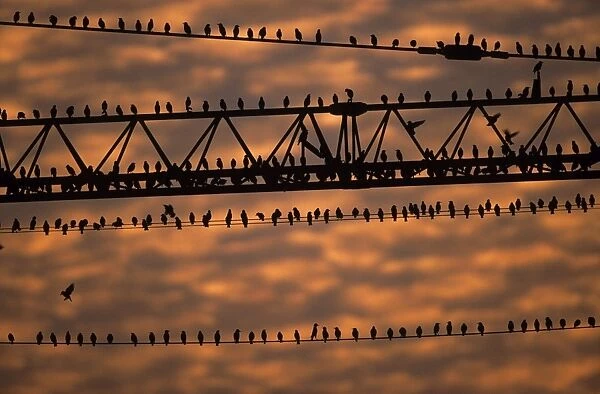 STARLINGS - Flock sitting on building crane at dusk