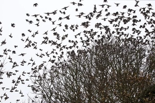 Starlings - flock in tree - Winter - Cornwall, UK