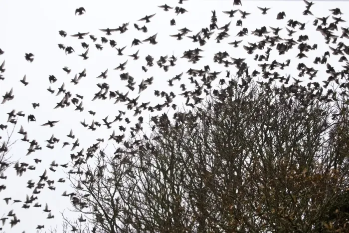 Framed Print : Starlings - flock in tree - Winter - Cornwall, UK Framed Print : Starlings - flock in tree - Winter - Cornwall, UK