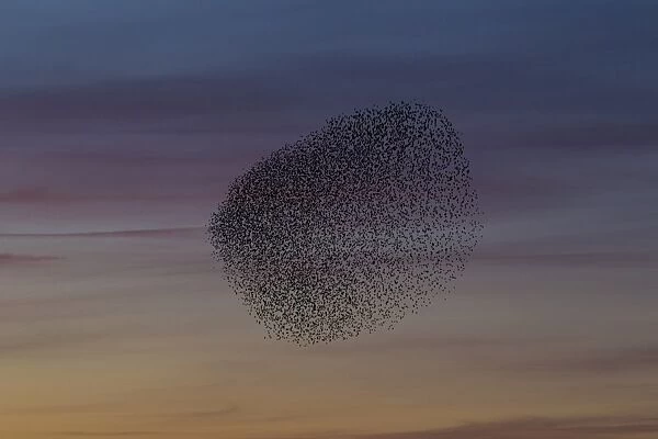Starlings flocks Common Starlings flock  /  murmuration i