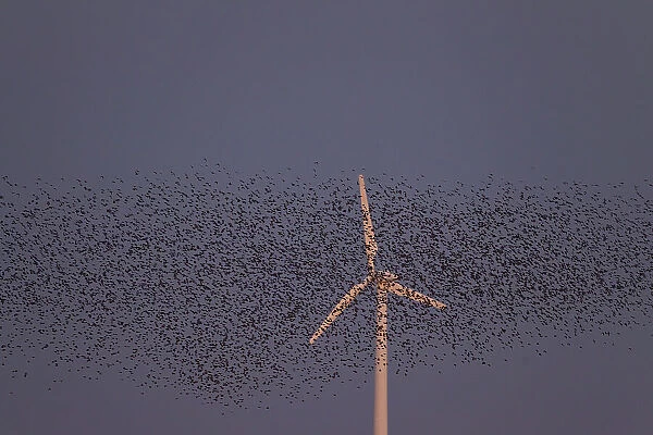 Starlings flocks Common Starlings flock in flight  /  mur