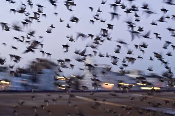 Starlings in a fly by