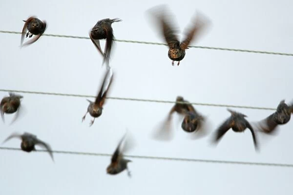 Starlings - flying off power lines, Northumberland, England