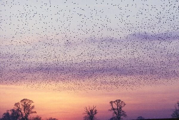 Starlings - flying to roost