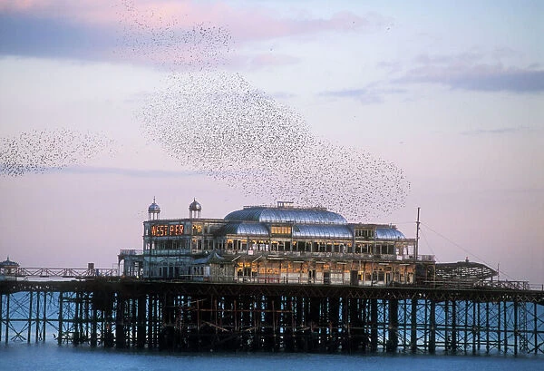 STARLINGS - flying to roost on Brighton Pier