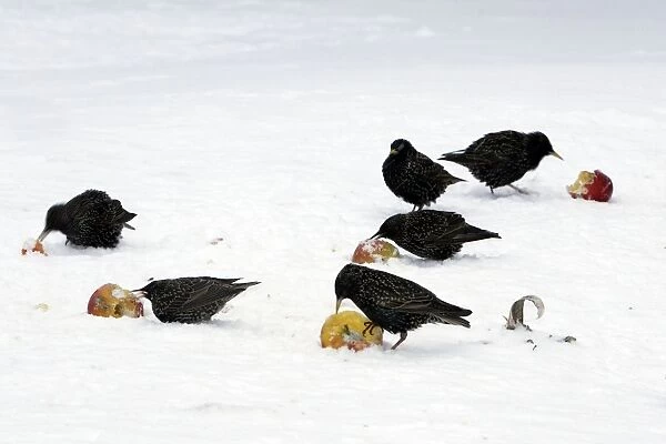 Starlings - in the garden eating apples