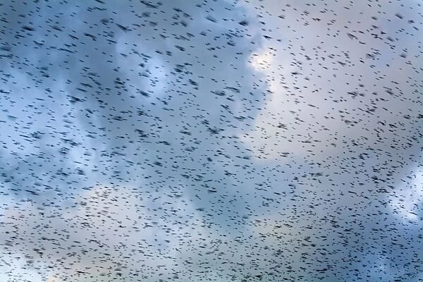 Starlings - going to roost - Davidstow - Cornwall - UK