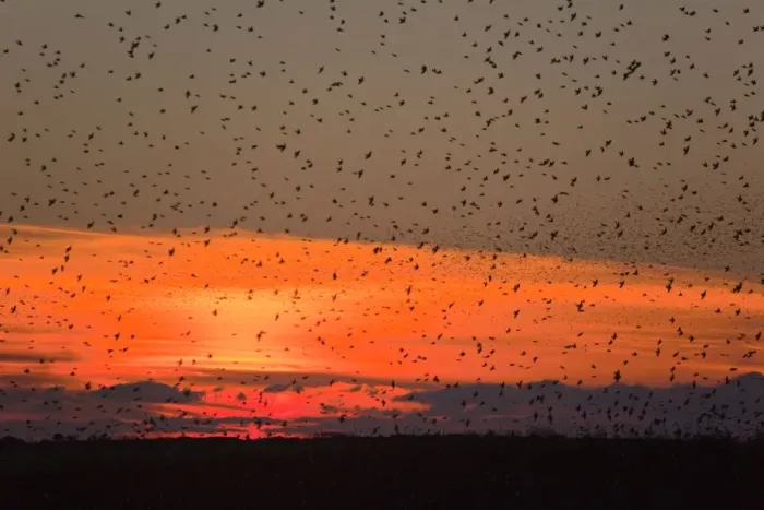 Framed Print : Starlings - going to roost - Davidstow - Cornwall - UK Framed Print : Starlings - going to roost - Davidstow - Cornwall - UK