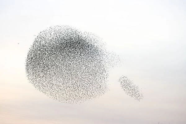 Starlings. Immense flock of birds flying at dusk creating elaborate formations as they swirl to avoid and confuse predators. Near Gretna, Scotland. UK