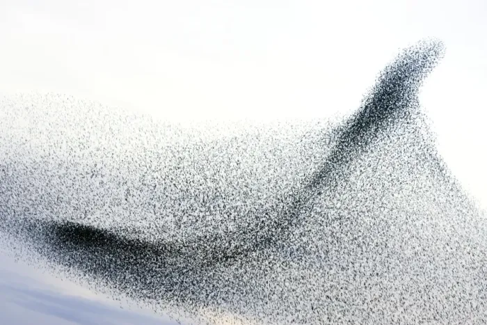 Framed Print : Starlings. Immense flock of birds flying at dusk creating elaborate formations as they swirl to avoid and confuse predators. Near Gretna, Scotland. UK Framed Print : Starlings. Immense flock of birds flying at dusk creating elaborate formations as they swirl to avoid and confuse predators. Near Gretna, Scotland. UK