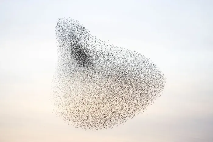 Framed Print : Starlings. Immense flock of birds flying at dusk creating elaborate formations as they swirl to avoid and confuse predators. Near Gretna, Scotland. UK Framed Print : Starlings. Immense flock of birds flying at dusk creating elaborate formations as they swirl to avoid and confuse predators. Near Gretna, Scotland. UK