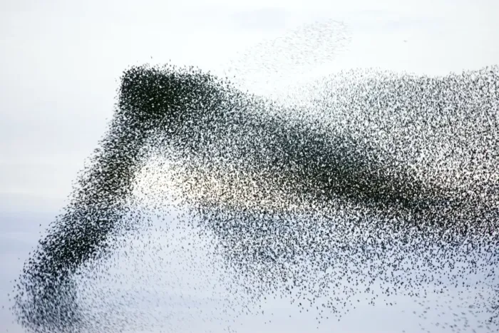 Framed Print : Starlings. Immense flock of birds flying at dusk creating elaborate formations as they swirl to avoid and confuse predators. Near Gretna, Scotland. UK Framed Print : Starlings. Immense flock of birds flying at dusk creating elaborate formations as they swirl to avoid and confuse predators. Near Gretna, Scotland. UK