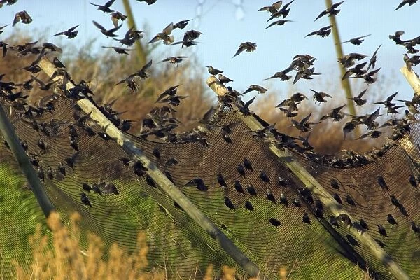 Starlings-Landing on fence surrounding land-fill site Lower Saxony, Germany