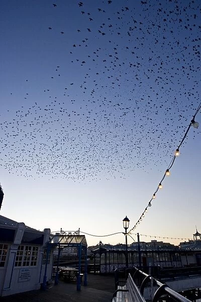 Starlings Mass of birds coming in to roost Eastbourne, East Sussex, South East England