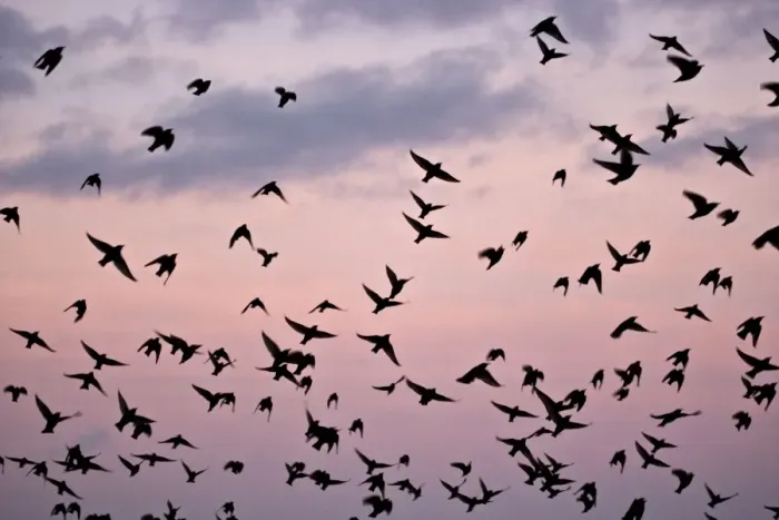 Framed Print : Starlings Mass of birds in flight Eastbourne, East Sussex, South East England Framed Print : Starlings Mass of birds in flight Eastbourne, East Sussex, South East England