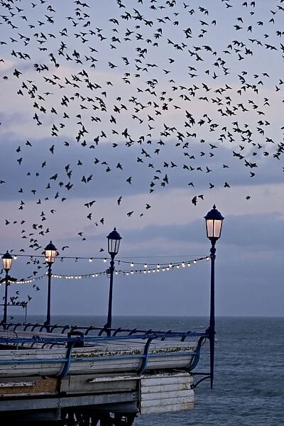 Starlings Mass of birds in flight Eastbourne, East Sussex, South East England