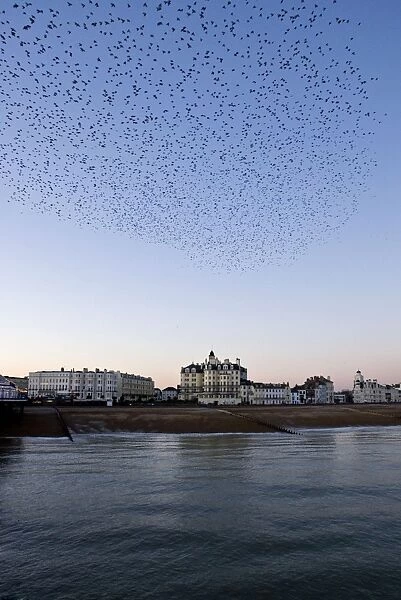 Starlings Mass gathering above a town Eastbourne, East Sussex, South East England