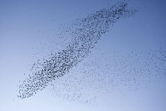 Framed Print : Starlings Mass manouver in the skys above the roosting site Eastbourne, East Sussex, South East England Framed Print : Starlings Mass manouver in the skys above the roosting site Eastbourne, East Sussex, South East England