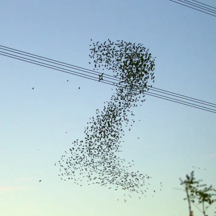 Framed Print : Starlings - a murmuration in the shape of number two beside Didcot Power Station as thousands of Starlings went to roost - 14th November 2012 Digital Manipulation: colour alteration Framed Print : Starlings - a murmuration in the shape of number two beside Didcot Power Station as thousands of Starlings went to roost - 14th November 2012 Digital Manipulation: colour alteration