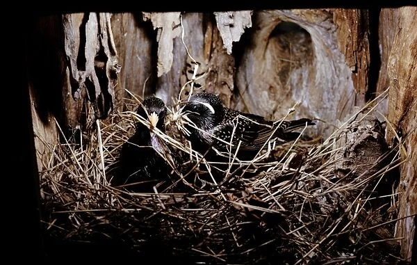 Starlings - nest building, preparation of a new nest together
