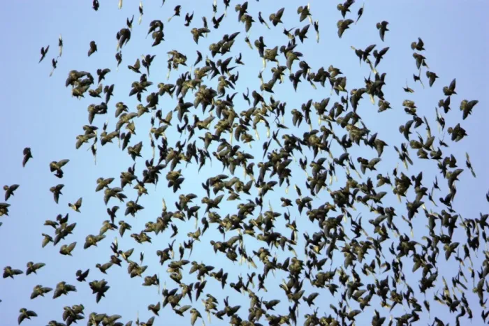 Framed Print : Starlings-Panic in flock due to presence of sparrowhawk Lower Saxony, Germany Framed Print : Starlings-Panic in flock due to presence of sparrowhawk Lower Saxony, Germany