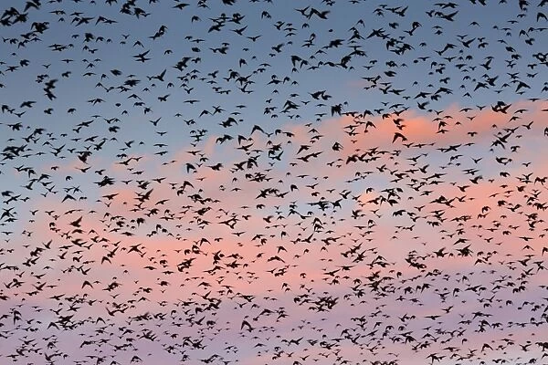 Starlings - preparing to roost - Marazion, Cornwall, UK