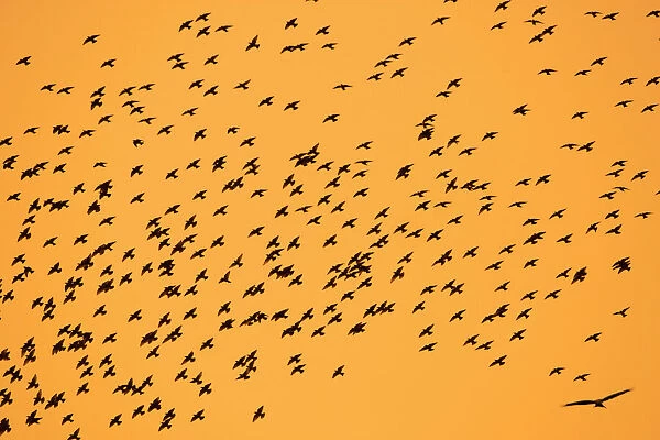 Starlings - and Red Kite (Milvus milvus) in flight, autumn twilight