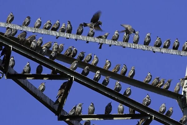 Starlings-Resting on electric pylon Lower Saxony, Germany