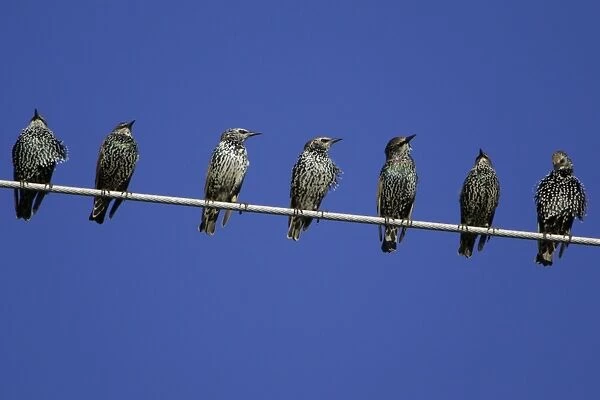 Starlings-Resting on power line Lower Saxony, Germany