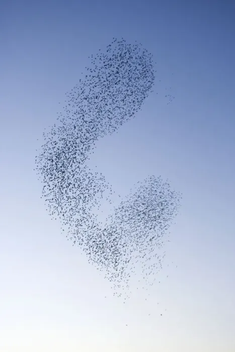 Framed Print : Starlings Shape shifting manoeuvres in the sky Eastbourne, East Sussex, South East England Framed Print : Starlings Shape shifting manoeuvres in the sky Eastbourne, East Sussex, South East England