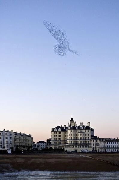 Starlings Shape above urban building Eastbourne, East Sussex, South East England