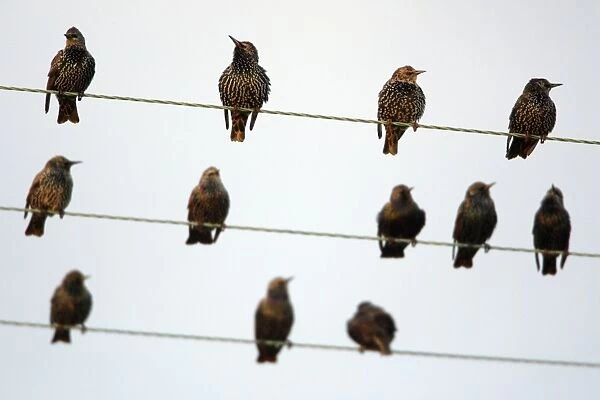 Starlings - sitting on power lines at evening time, Northumberland, England