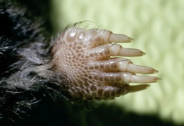 Starnose Mole - close-up of foot showing claws