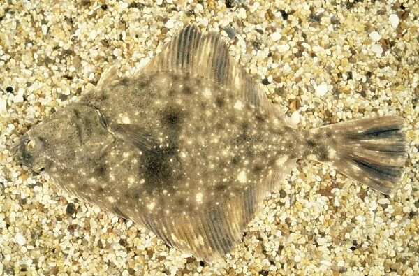 Starry Flounder KEL 55 Platichthys stellaus - Camouflage. Monterey Bay, California © Ken Lucas ARDEA LONDON
