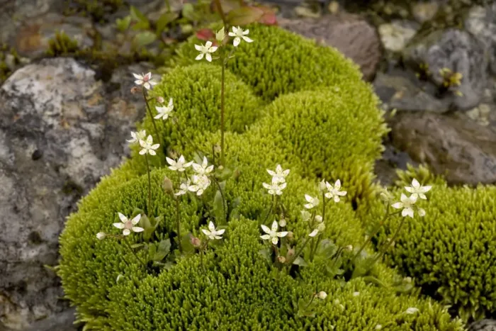 Framed Print : Starry saxifrage (Saxifraga stellaris) in mossy flush, with Philonotis fontana. Scotland Framed Print : Starry saxifrage (Saxifraga stellaris) in mossy flush, with Philonotis fontana. Scotland