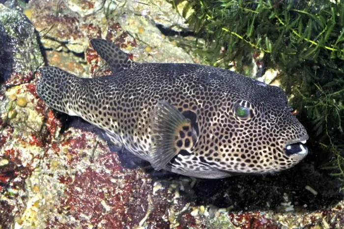 Framed Print : Starry Toadfish / Starry Pufferfish - coastal waters from East Africa, Seychelles to Australia Framed Print : Starry Toadfish / Starry Pufferfish - coastal waters from East Africa, Seychelles to Australia