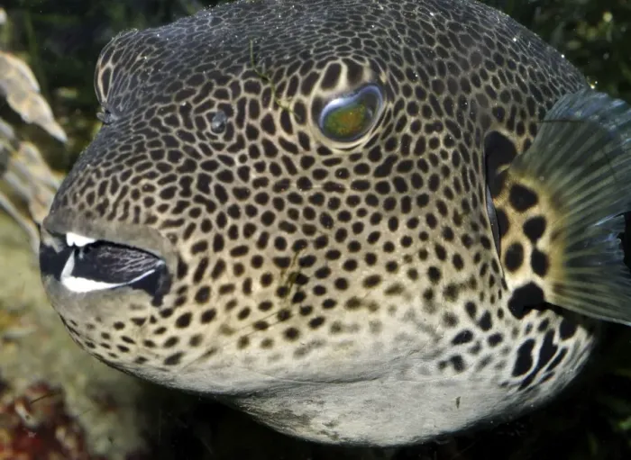 Framed Print : Starry Toadfish / Starry Pufferfish - coastal waters from East Africa, Seychelles to Australia Framed Print : Starry Toadfish / Starry Pufferfish - coastal waters from East Africa, Seychelles to Australia