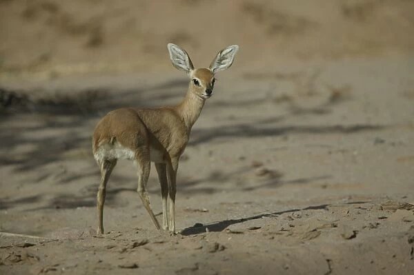 Steenbok. WAT-8189. Steenbok. Namibia, Africa